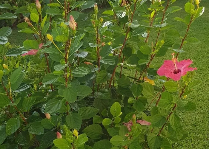 Graziella In Capo Vaticano By Interhome Apartamento *