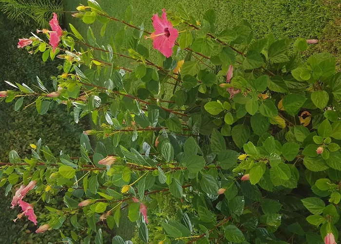 Graziella In Capo Vaticano By Interhome * 梵蒂冈角